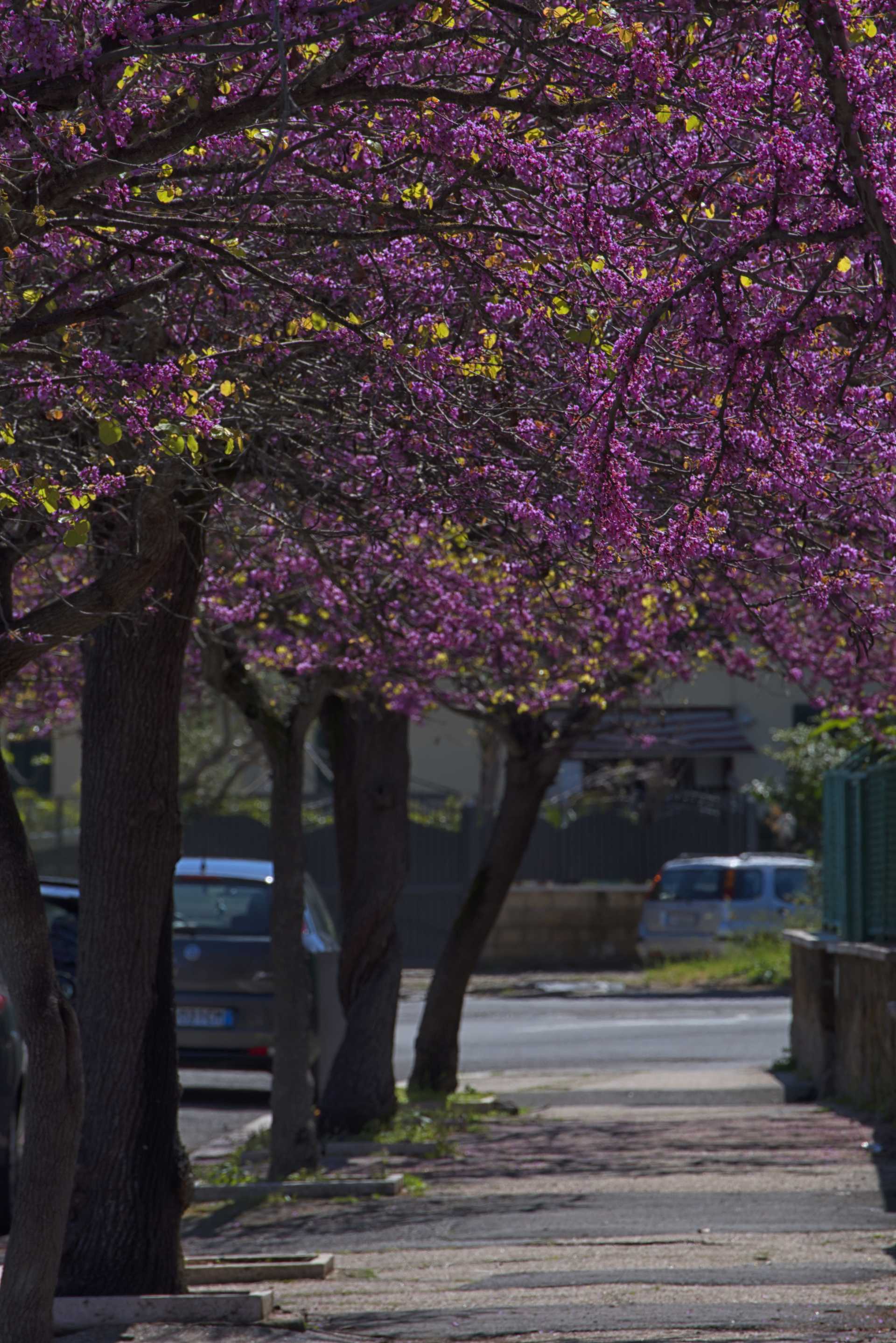 Anche Ostia ha il suo Hanami